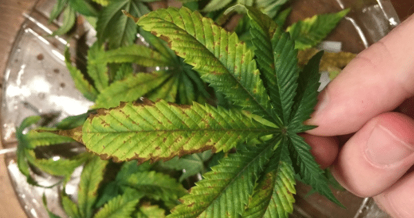 Cannabis Plant Problems